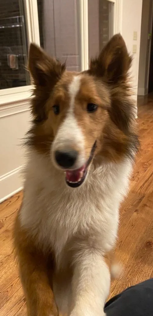 A young small-sized male Bicolor Shetland Sheepdog / Sheltie dog named Jack for adoption in Lakeland, TN