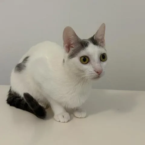 A young medium-sized female Gray & White Domestic Short Hair cat named Millie for adoption in La Grange Park, IL