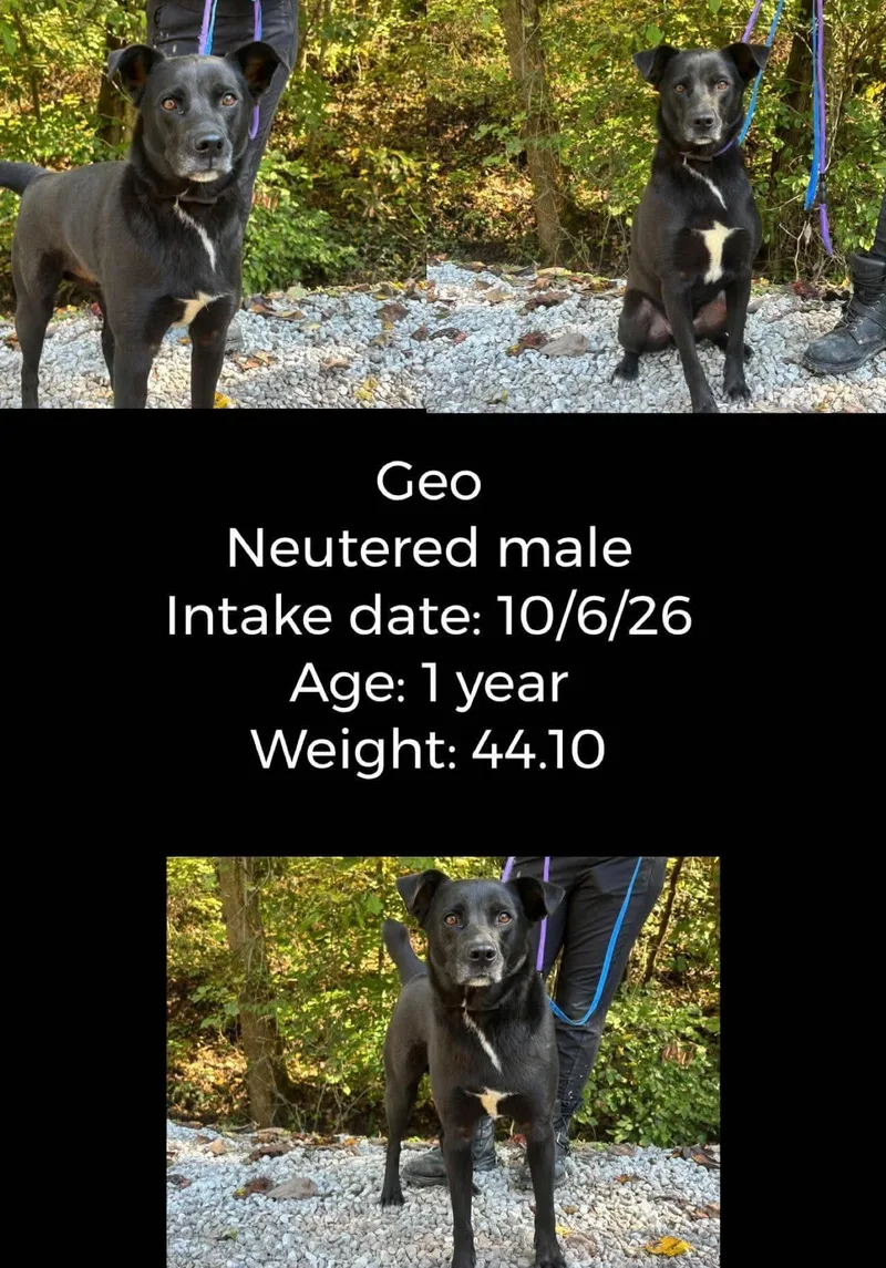 An adult medium-sized male Black Labrador Retriever dog named Geo for adoption in Staffordsville, KY