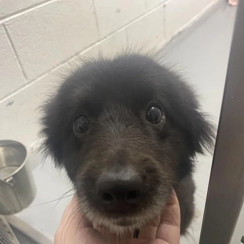 An adult small-sized female Black Shepherd dog named Kay for adoption in Troy, VA