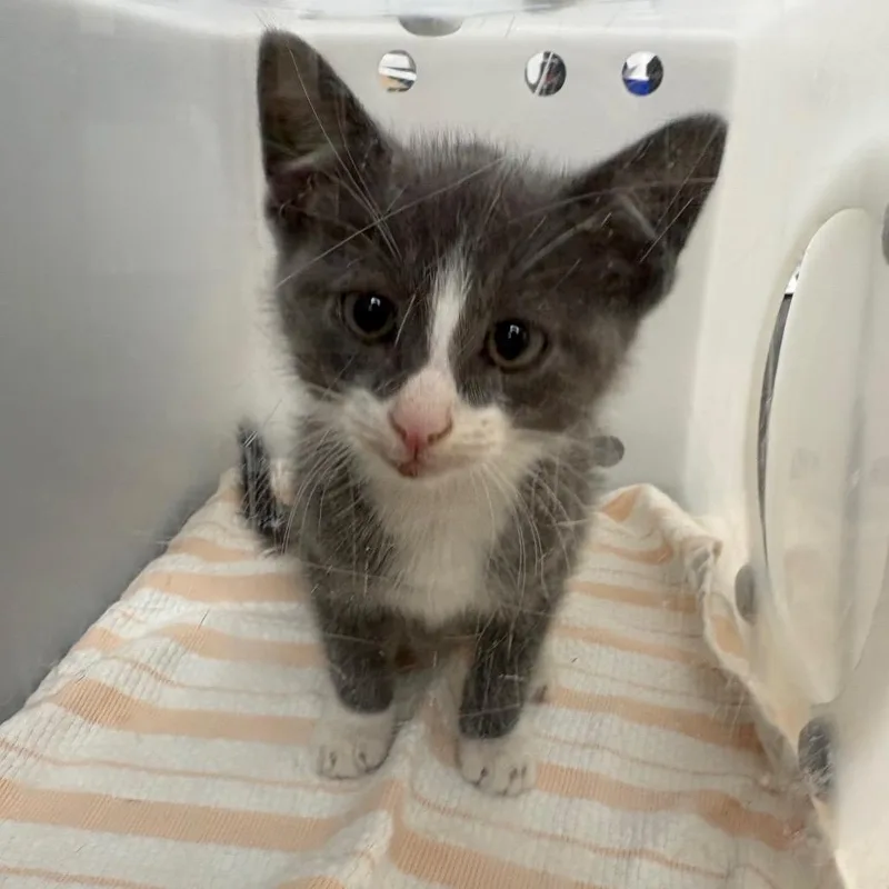 A baby small-sized male Gray / Blue / Silver Domestic Short Hair cat named Linus for adoption in Columbus, GA
