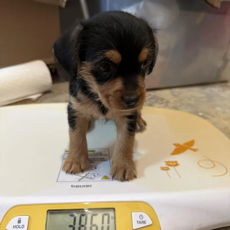 A baby small-sized male Chihuahua dog named Eddy for adoption in Montgomery, TX
