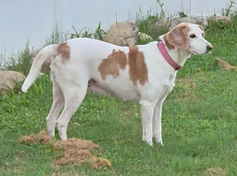 A young medium-sized female Beagle dog named Linda Grace for adoption in Tampa, FL