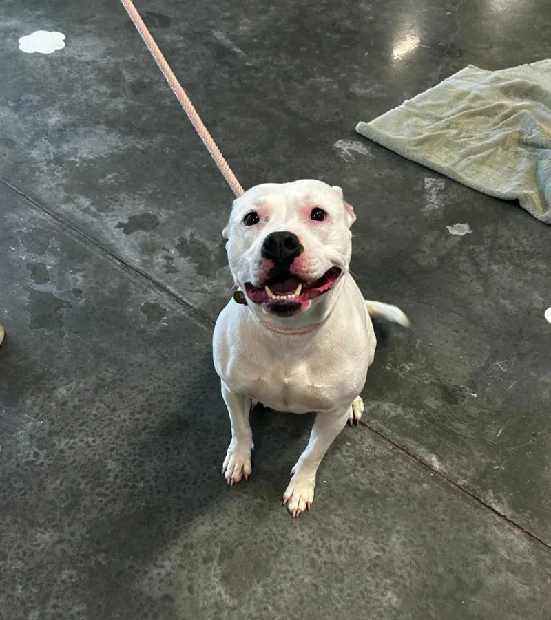 A young medium-sized female Pit Bull Terrier dog named Drama for adoption in Gautier, MS