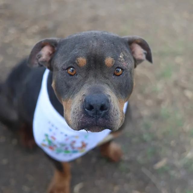 A young medium-sized female American Bulldog dog named Nala for adoption in San Antonio, TX