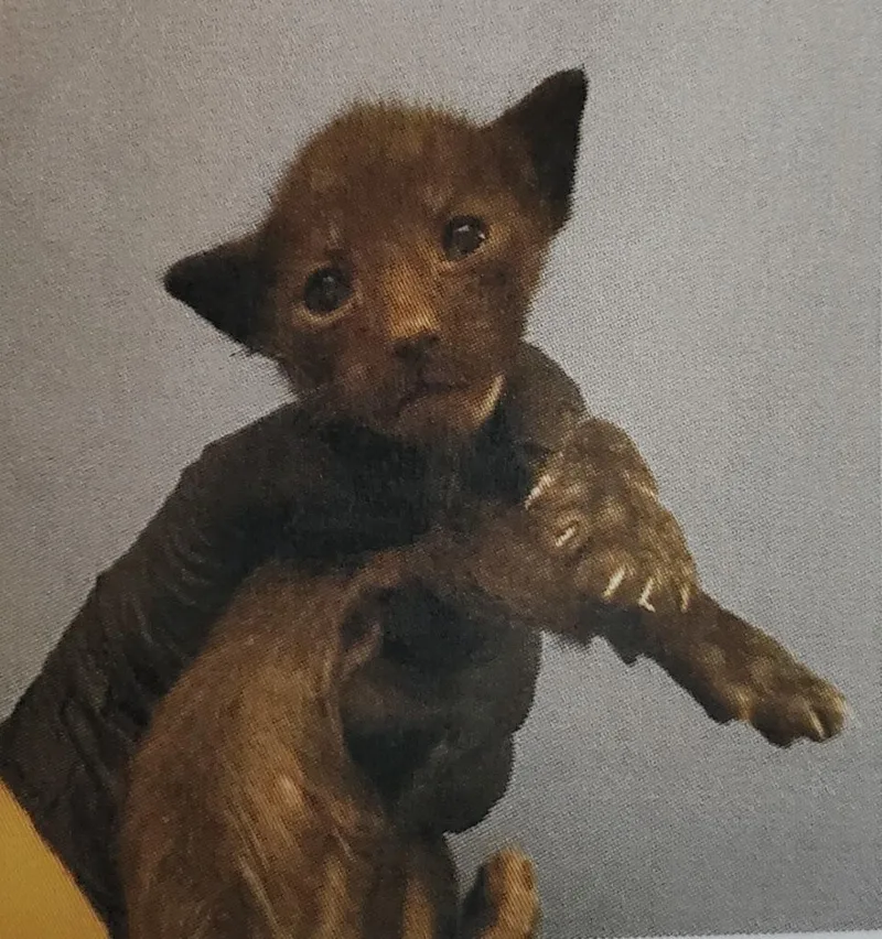 A baby small-sized male Domestic Short Hair cat named James for adoption in HUNTINGTON BEACH, CA