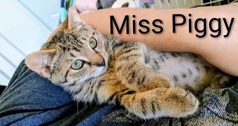 A young medium-sized female Tabby (Brown / Chocolate) Domestic Short Hair cat named Miss Piggy for adoption in Binghamton, NY