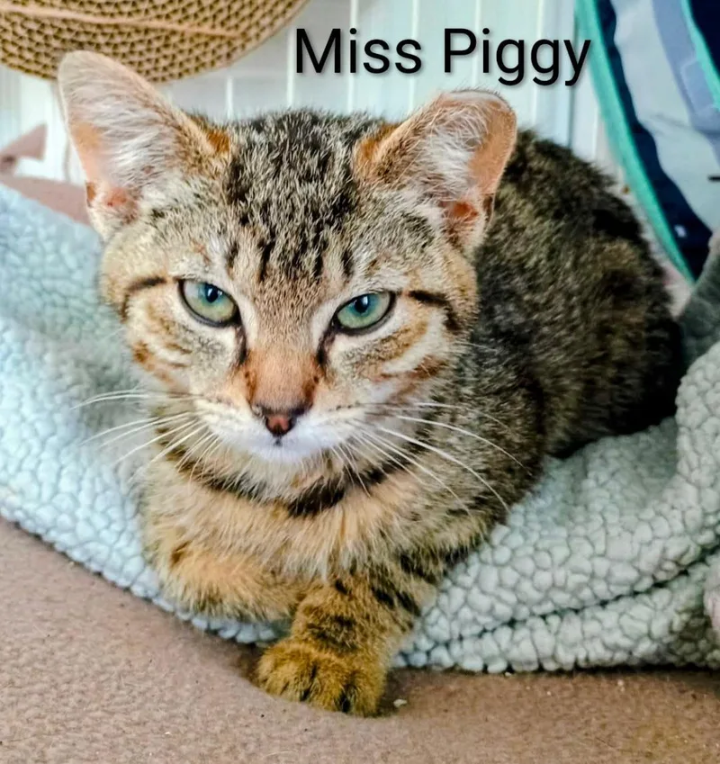 Miss Piggy thumbnail 2