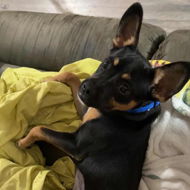 An adult small-sized female Black Mixed Breed dog named Roxy for adoption in Columbus, GA
