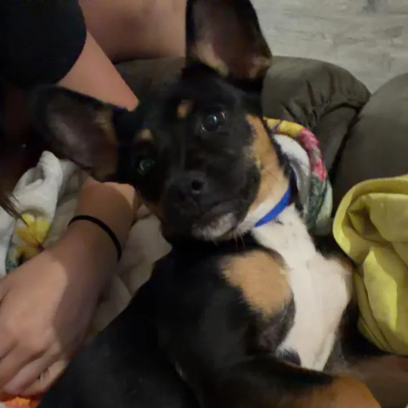 Roxy thumbnail 3
