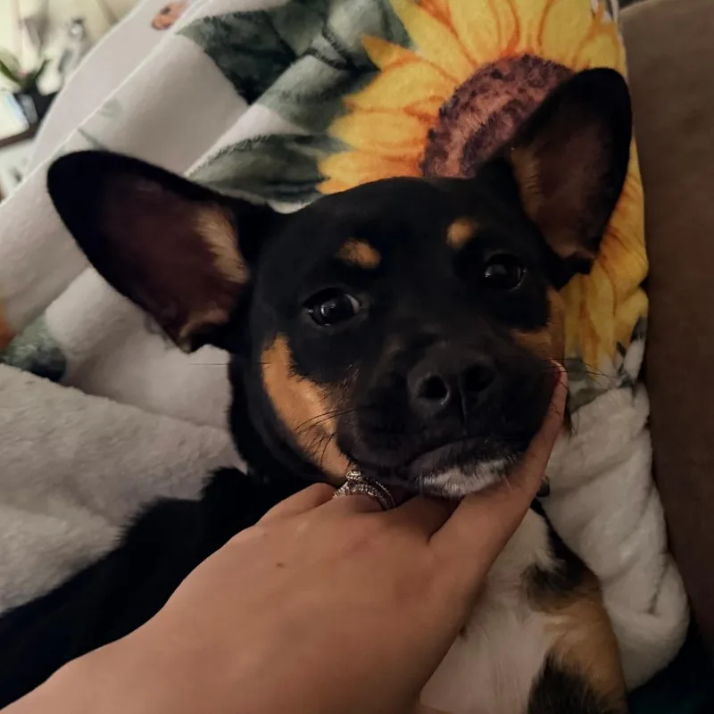 Roxy thumbnail 4