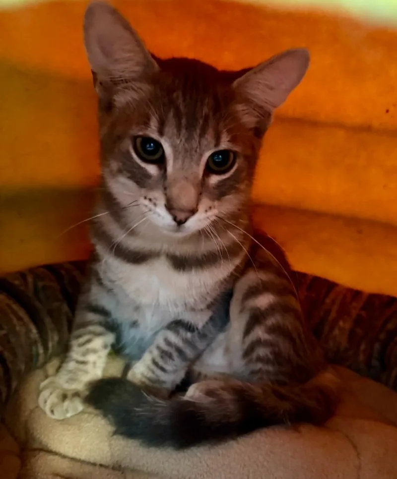 A baby medium-sized male Domestic Short Hair cat named Monty for adoption in North Royalton, OH