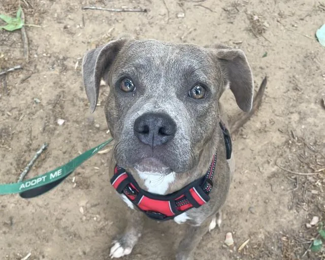 A young medium-sized female Pit Bull Terrier dog named Bugsy for adoption in Charlotte, NC