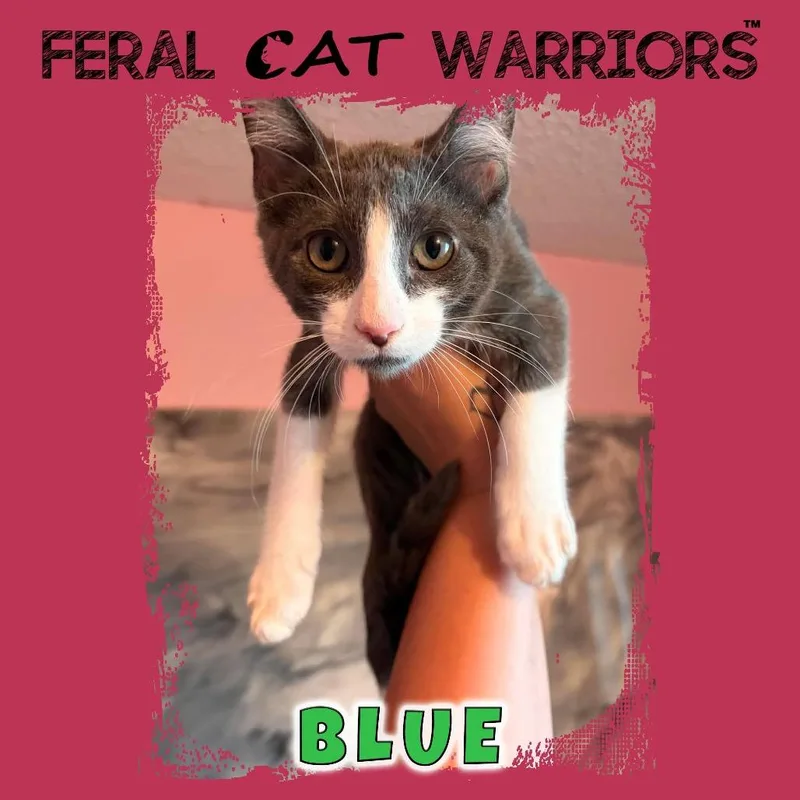 A baby small-sized male Gray / Blue / Silver Domestic Short Hair cat named Blue for adoption in Kingman, AZ