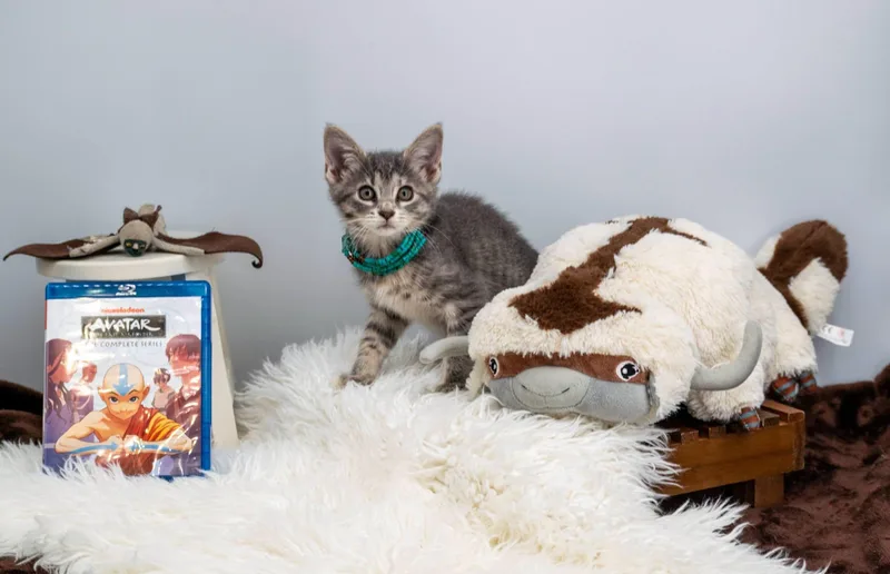 A baby small-sized female Tabby (Gray / Blue / Silver) Domestic Short Hair cat named Katara for adoption in Sevierville, TN