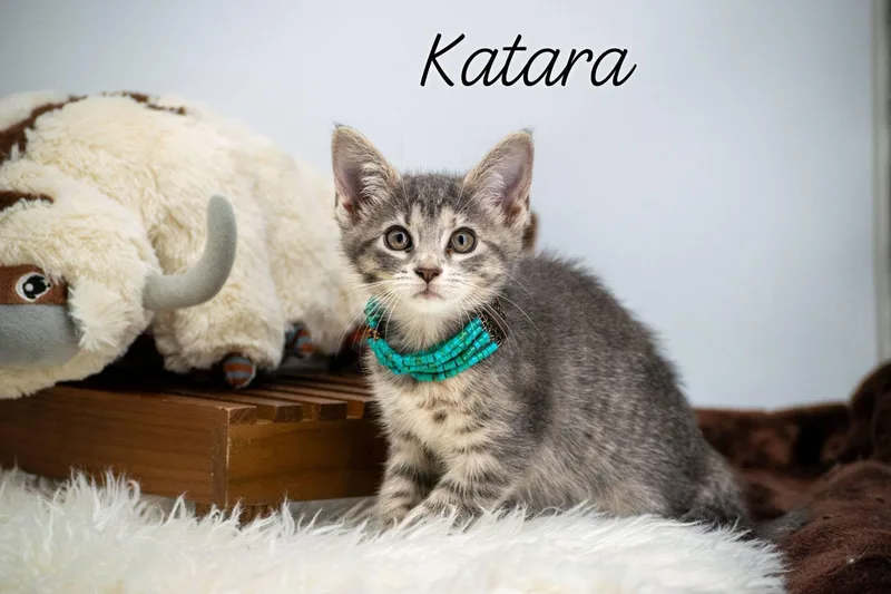 Katara thumbnail 2