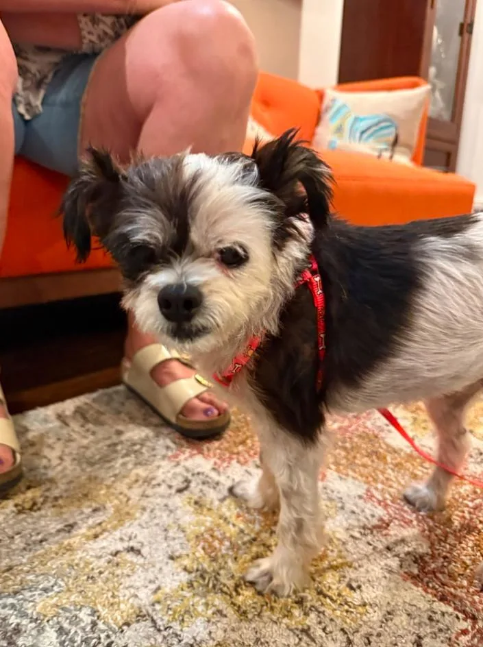 A senior small-sized female White / Cream Shih Tzu dog named Ruthie for adoption in Los Angeles, CA