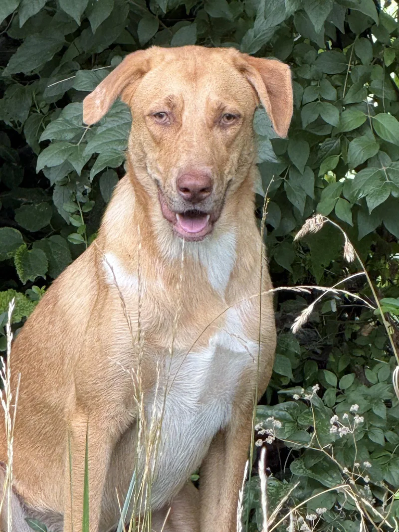 A young large-sized female German Shepherd Dog dog named Raleigh for adoption in Nashville, TN