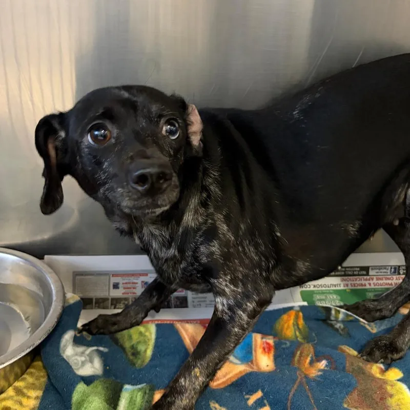 An adult small-sized female Black Chihuahua dog named Dapple for adoption in Ardmore, OK