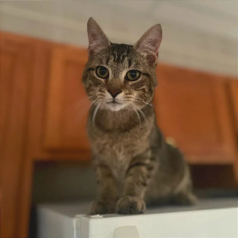 A young medium-sized male Brown / Chocolate Domestic Short Hair cat named Two Leftfeet Mcgee for adoption in Fredericksburg, VA