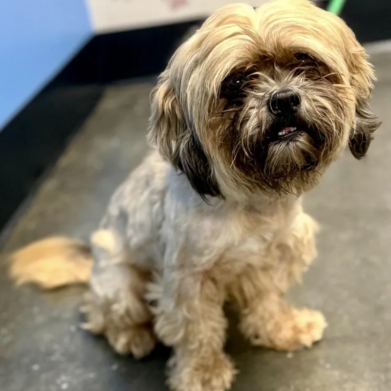 A senior small-sized male Yellow / Tan / Blond / Fawn Shih Tzu dog named Wookiee for adoption in Tyrone, GA