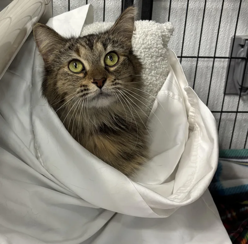 An adult small-sized female Torbie Domestic Medium Hair cat named Ada for adoption in Grosse Ile, MI