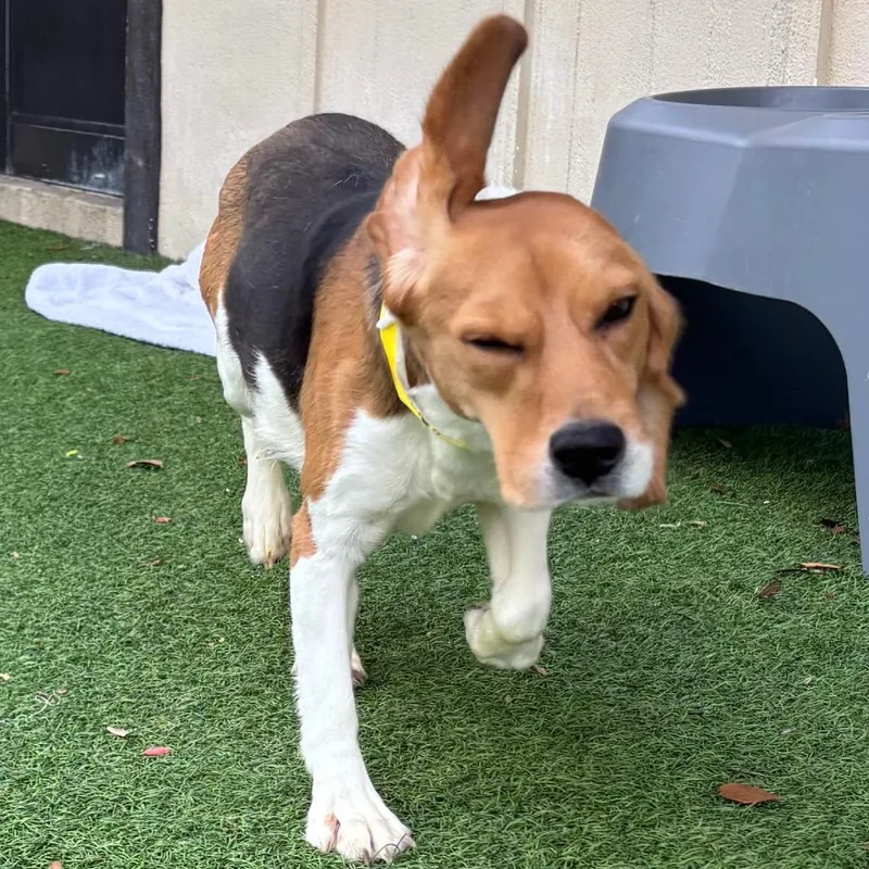 A young small-sized female Yellow / Tan / Blond / Fawn Beagle dog named Lady for adoption in LOXAHATCHEE, FL