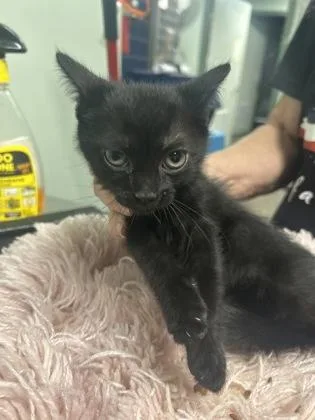 A baby medium-sized male Domestic Short Hair cat named Andy for adoption in Picayune, MS