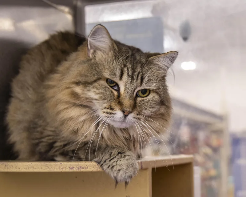 An adult medium-sized female Domestic Long Hair cat named Alana for adoption in Millville, UT
