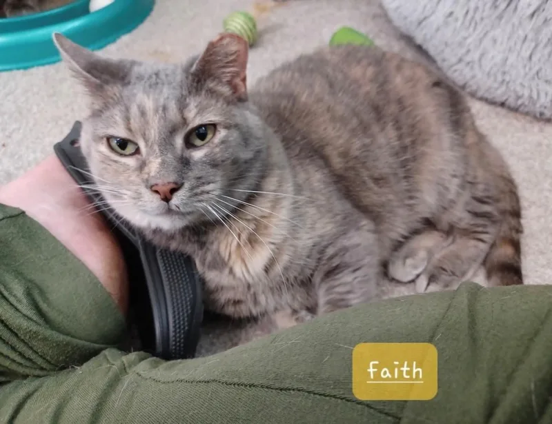 An adult medium-sized female Dilute Calico cat named Faith for adoption in Walworth, WI
