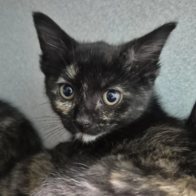 A baby small-sized female Tortoiseshell Domestic Short Hair cat named Toothpick for adoption in Newark, NJ
