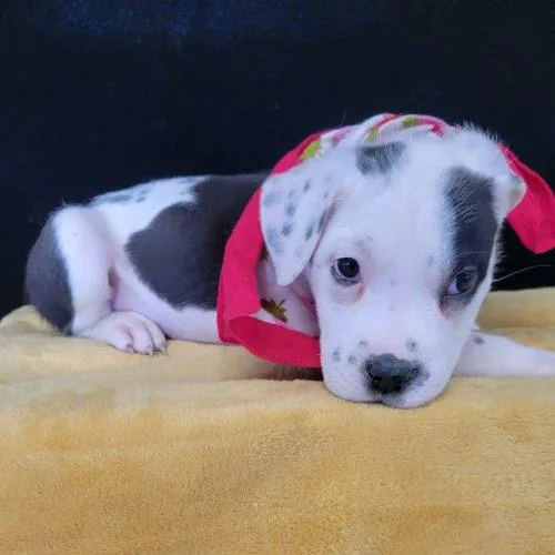 A baby small-sized female Yellow / Tan / Blond / Fawn Terrier dog named Kiwi for adoption in Leesburg, AL