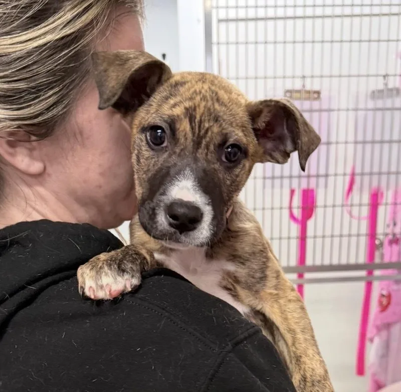 A baby medium-sized female Retriever dog named Buffalo for adoption in Saugus, MA