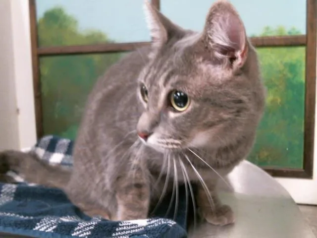 An adult medium-sized female Domestic Short Hair cat named Yuki for adoption in Houston, TX