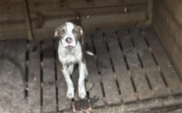 A young small-sized male Pit Bull Terrier dog named Ollie for adoption in Tavares, FL