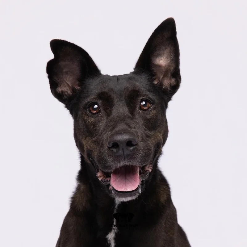 An adult medium-sized female Brown / Chocolate Belgian Shepherd / Malinois dog named Julia for adoption in Tampa, FL