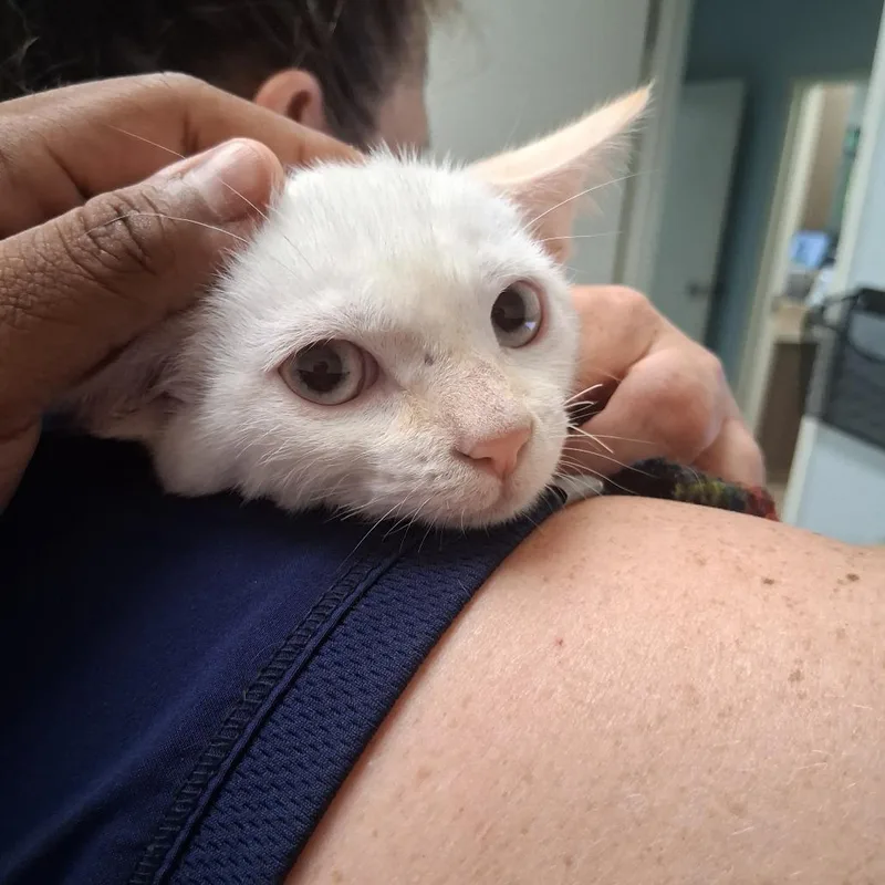 A baby medium-sized female Domestic Short Hair cat named Blue for adoption in Fort Smith, AR