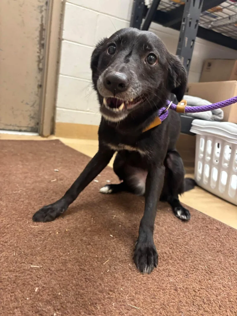 A young small-sized female Black Labrador Retriever dog named Roxy for adoption in Saint Charles, MO