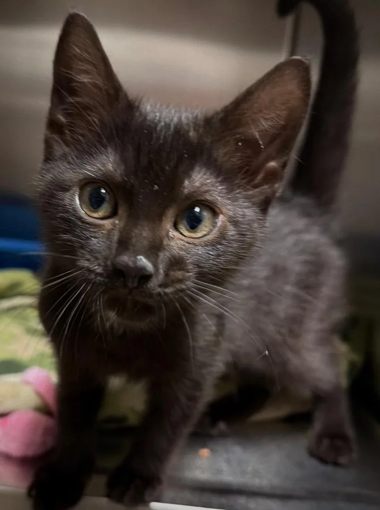 A baby small-sized female Domestic Short Hair cat named Mary Lou for adoption in Ocala, FL