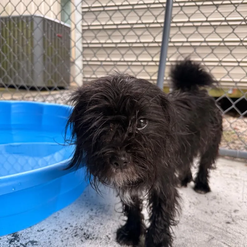 A young small-sized female Black Mixed Breed dog named Aspen for adoption in Franklin, NC