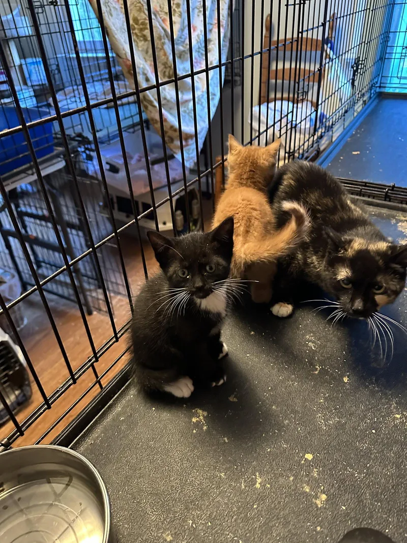 A baby medium-sized female Black & White / Tuxedo Domestic Short Hair cat named Pretzel for adoption in Broomall, PA