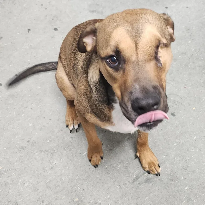 A young medium-sized male Shepherd dog named Caiman for adoption in Tampa, FL