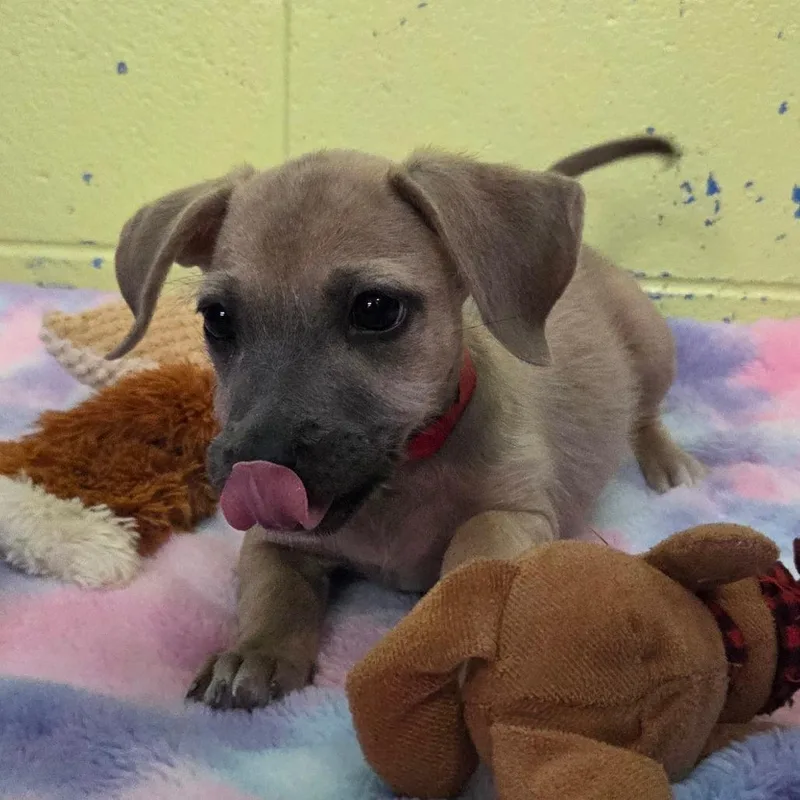 A baby small-sized female Yellow / Tan / Blond / Fawn Wirehaired Terrier dog named Madonna for adoption in Newport, TN