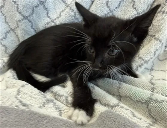 A baby medium-sized male Domestic Short Hair cat named Jack for adoption in Lancaster, CA