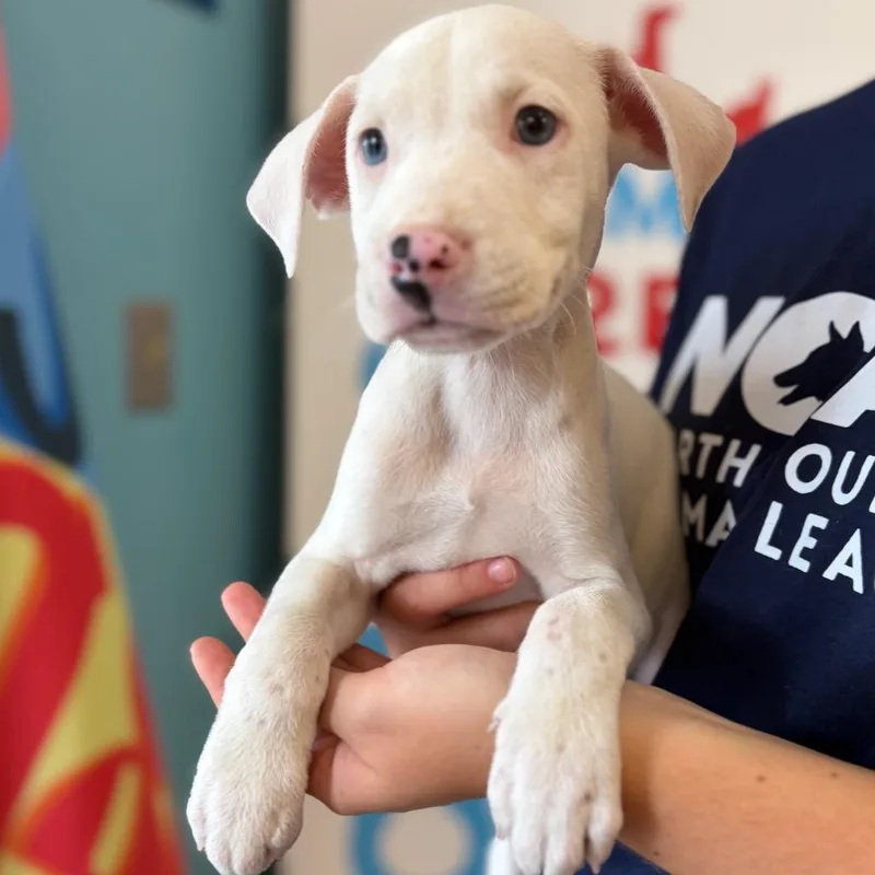A baby small-sized female Mixed Breed dog named Cinderella for adoption in Morrisville, VT