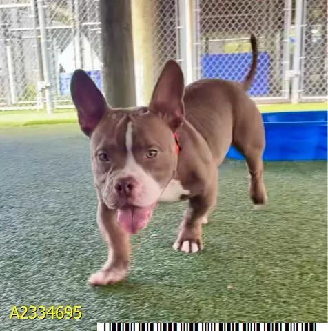 A young small-sized male Mixed Breed dog named Mj for adoption in West Palm Beach, FL