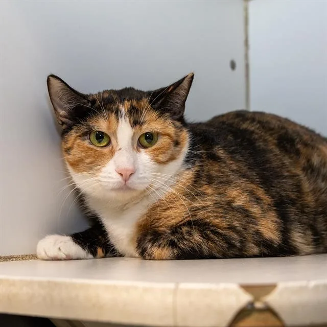 A young medium-sized female Domestic Short Hair cat named Patches for adoption in Methuen, MA