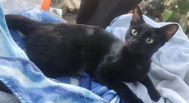A young medium-sized female Domestic Short Hair cat named Kate for adoption in San Antonio, TX