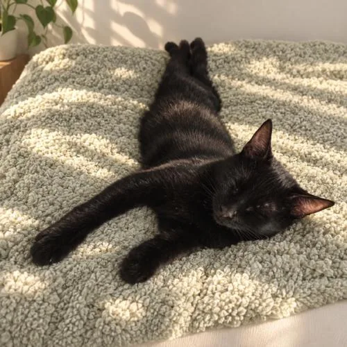 A baby small-sized female Domestic Short Hair cat named Coconut for adoption in Tampa, FL