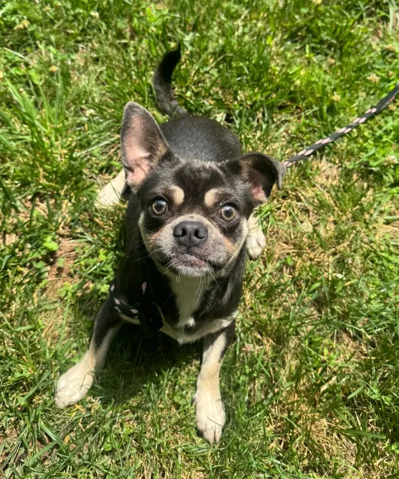 A young small-sized male Bicolor French Bulldog dog named Otis for adoption in Hamden, CT